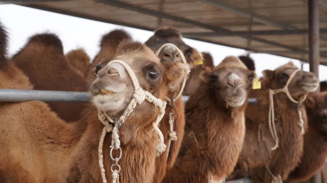 柯坪县万驼园养殖基地（一期）项目内饲养的骆驼 （柯坪县融媒体中心供图）