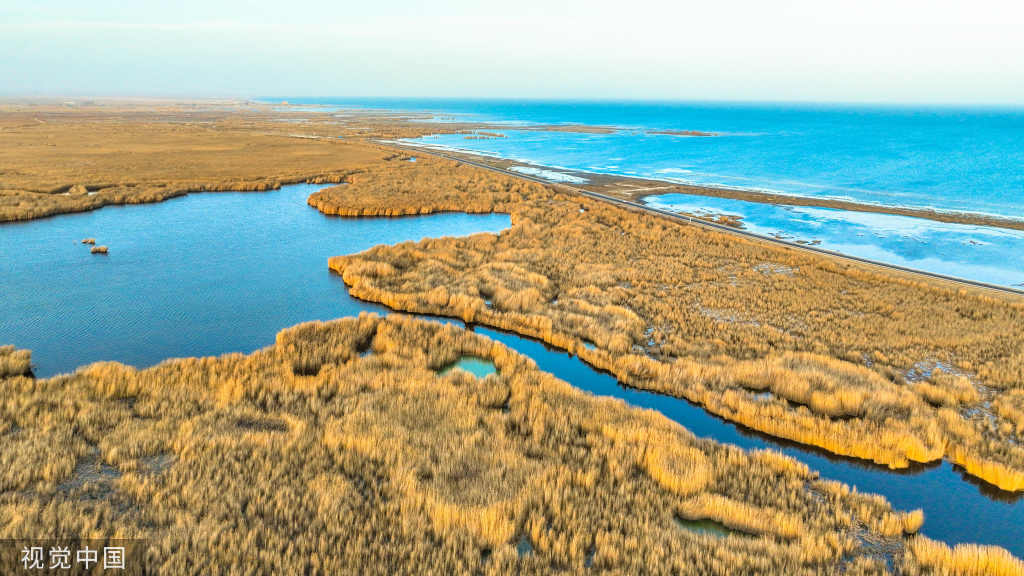 新疆巴音郭楞博斯騰湖溼地蘆葦金黃