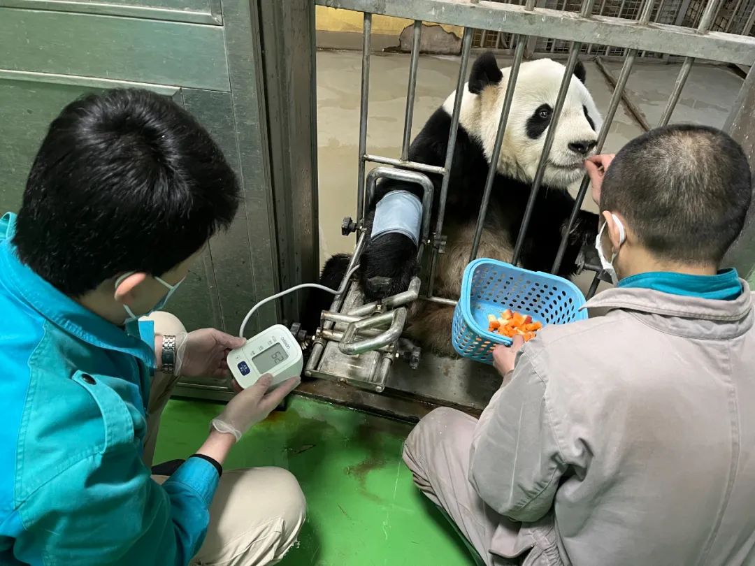 大熊猫,马来貘怎么乖乖体检做b超?他有"绝招"