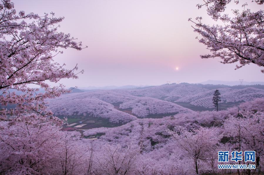 3月16日拍摄的夕阳下的樱花园景色。新华社记者 刘 续 摄