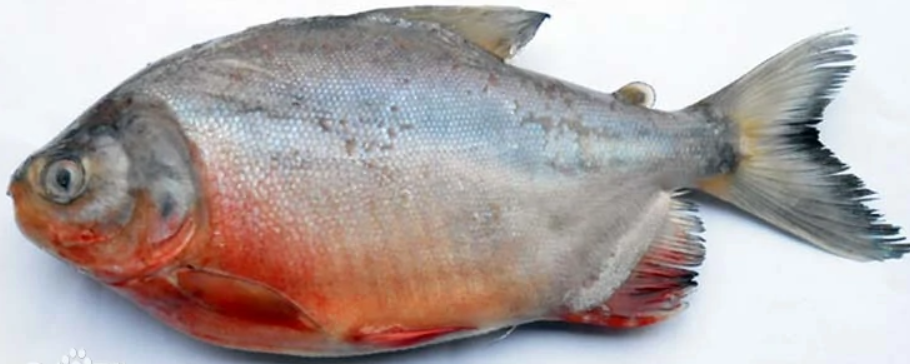 网络配图并且,红鲳是鱼类中少有的拥有"撕咬能力"的掠食者,它们的牙齿