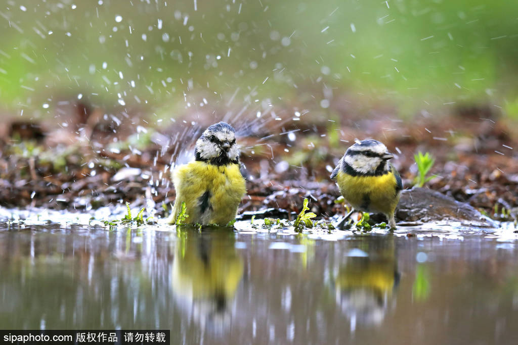 德国 小鸟飞舞花间雪地灵动模样惹人喜爱