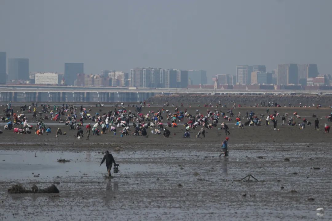 北侧白泥地公园，可以开车进入，步行下滩涂赶海