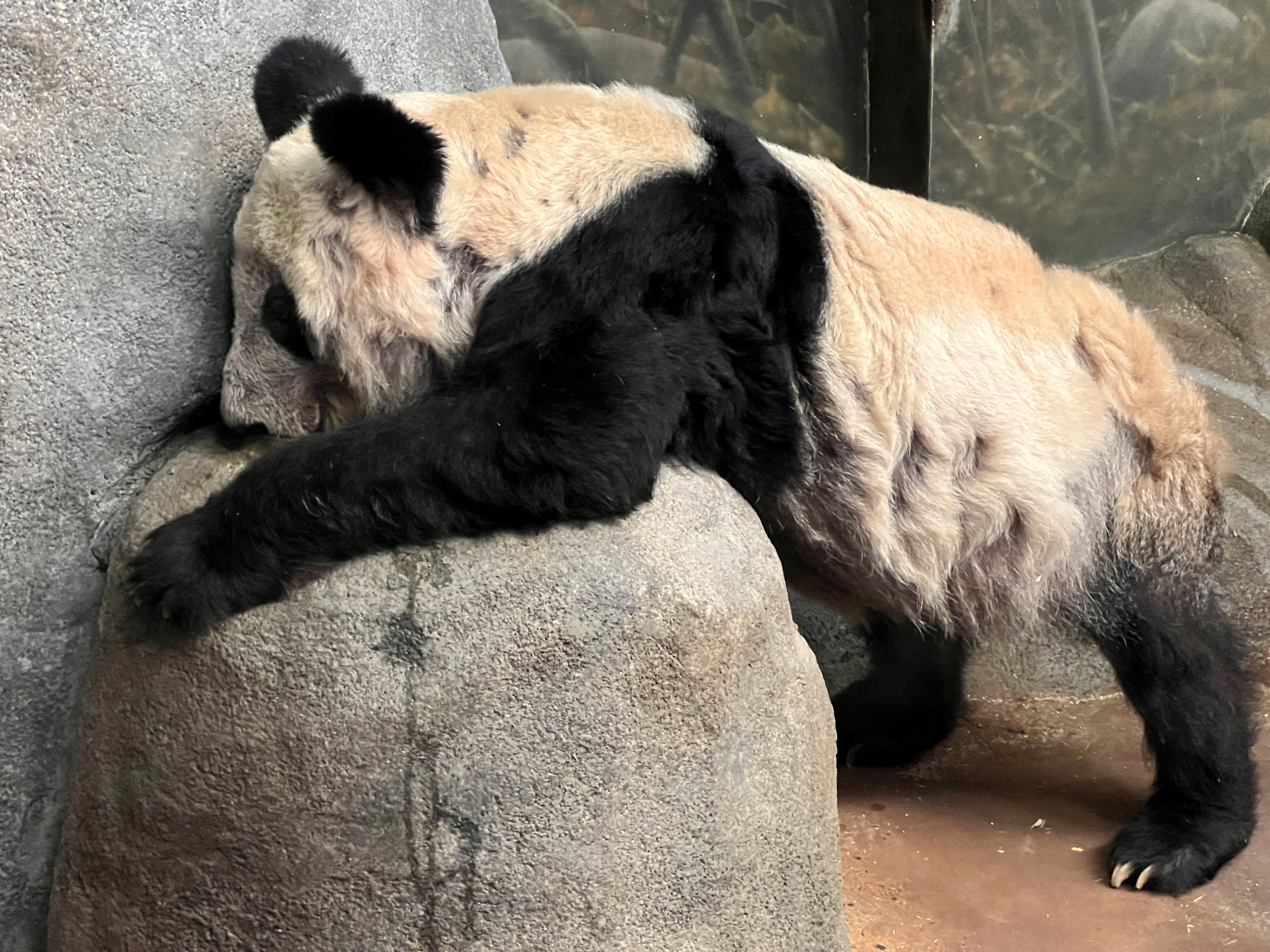 當地時間2022年10月18日,美國田納西州孟菲斯動物園,旅美大熊貓丫丫