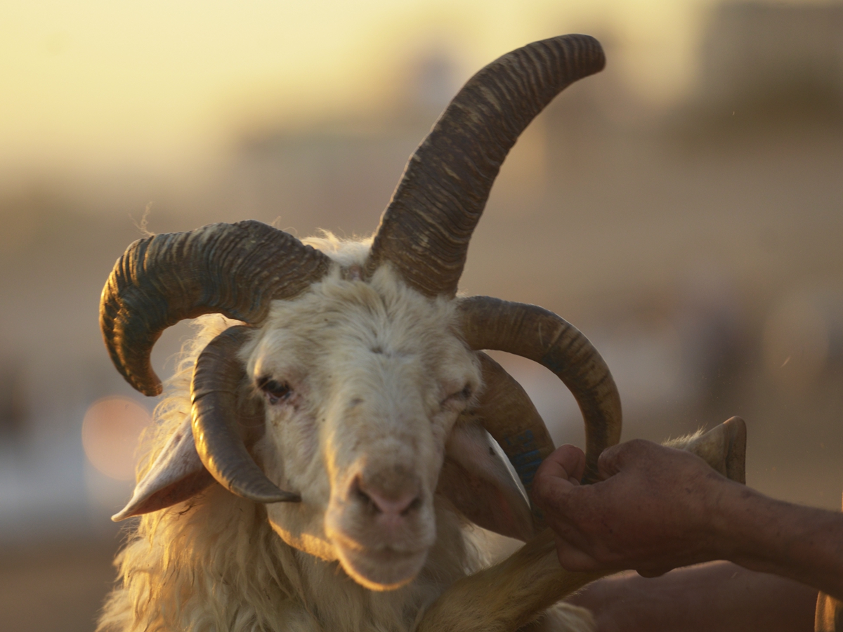 神奇国外出现一头长有5只羊角的公羊