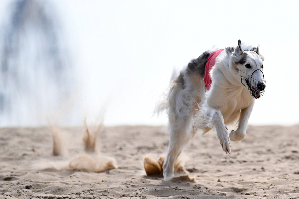 喀山,世界犬业联盟举行赛带锦标赛,多种犬类参加比赛展示追踪能力