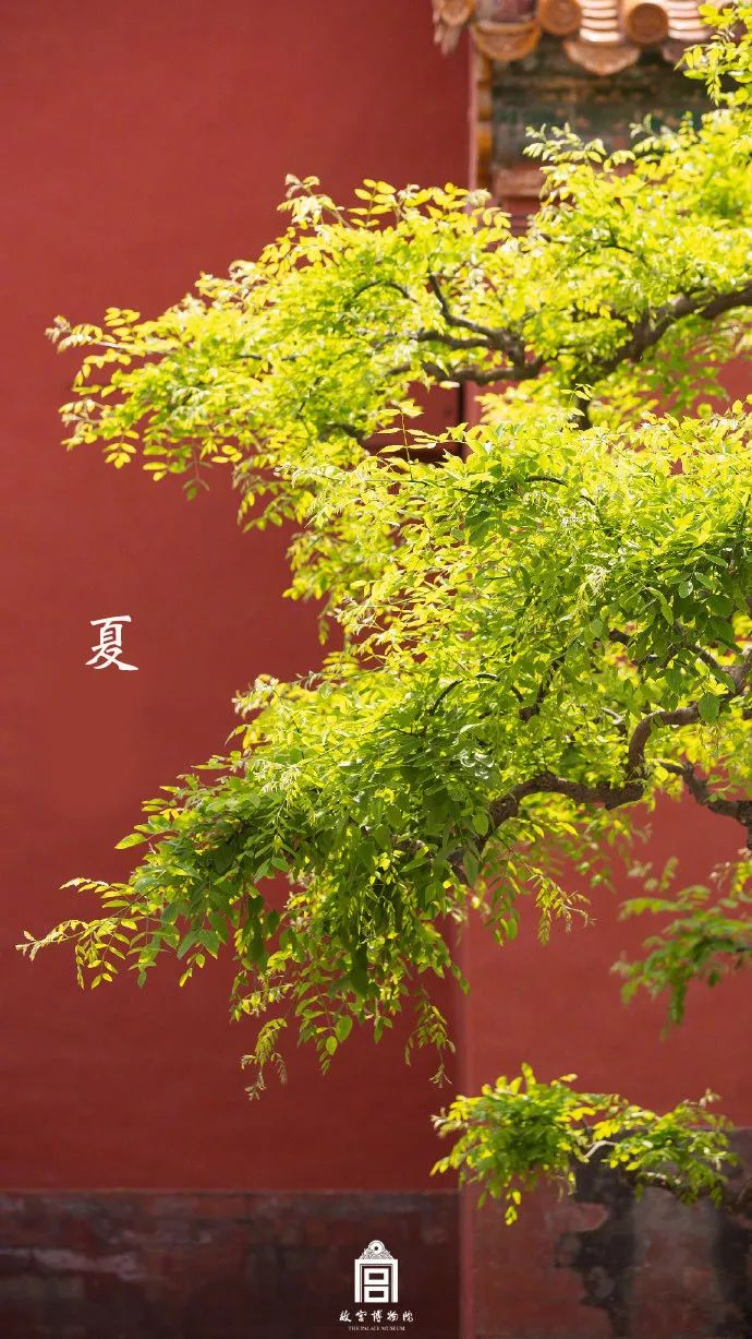 故宫雪景新片来了带你看紫禁城绝美四季