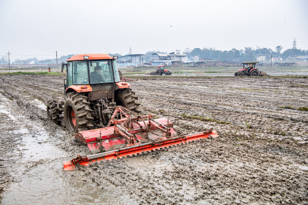 今年春耕时节，在重庆梁平区屏锦镇万年社区，种粮大户聘用的农机手驾驶拖拉机翻耕田地。新华社记者唐奕 摄