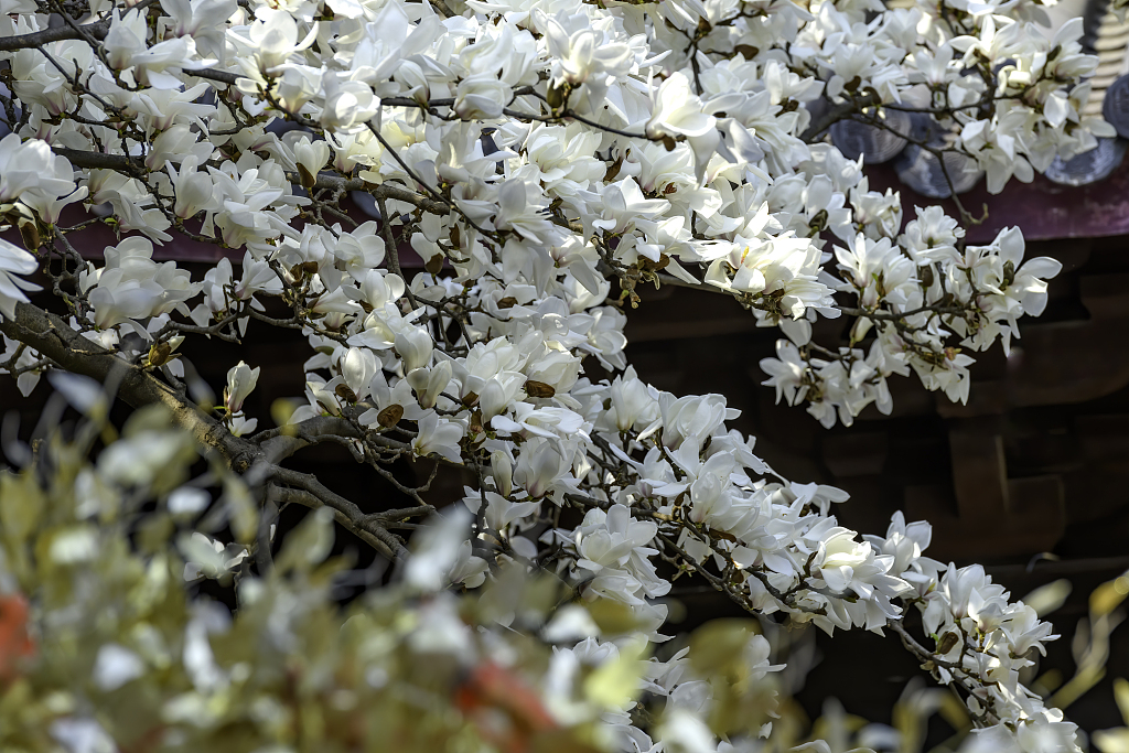 南京灵谷寺玉兰花开春满园