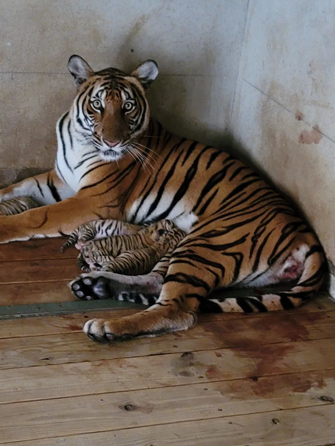 太萌啦华南虎四朵金花送来新春祝福