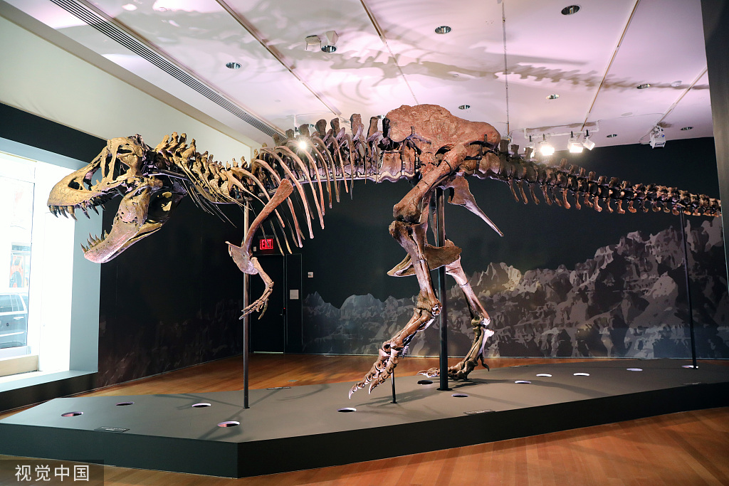 佳士得撤回"霸王龙"化石标本拍卖,委托方称"需进一步研究"