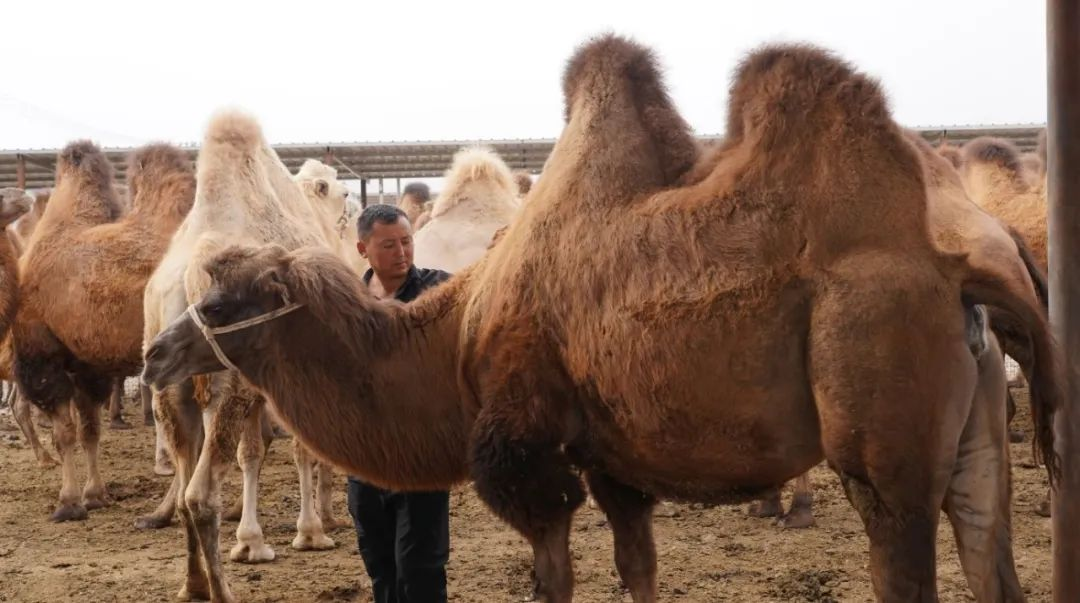 养殖户阿布都热合曼·热扎克正在喂养骆驼 （柯坪县融媒体中心供图）