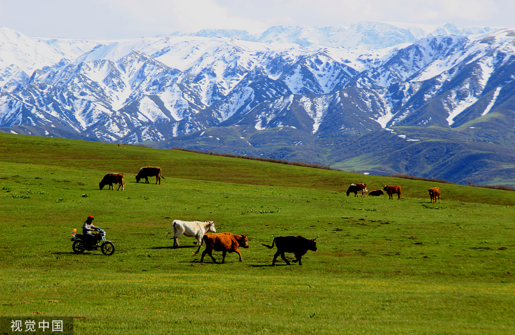 新疆裕民巴尔鲁克山风景区绿草茵茵成为游客踏青赏花好去处