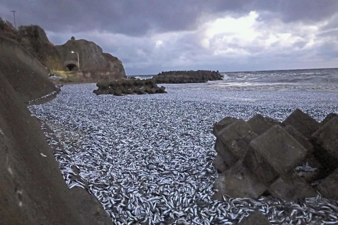 12月7日，日本北海道函馆，大量死鱼被冲上海滩。图片来源：视觉中国