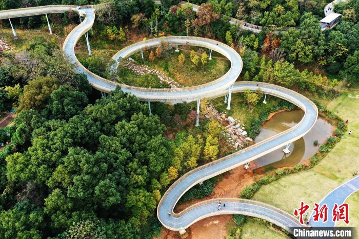 11月19日，航拍位于江西省南昌市湾里管理局的磨盘山森林公园，不少游客行走在森林步道上。 刘占昆 摄