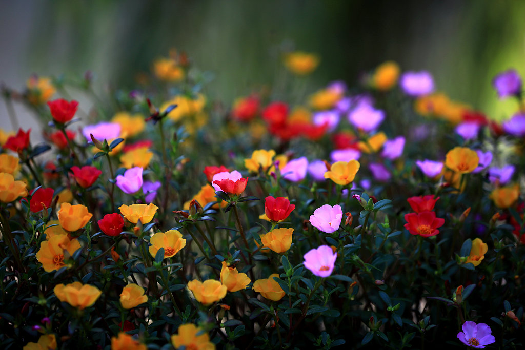 江苏淮安 立秋将至太阳花绽放