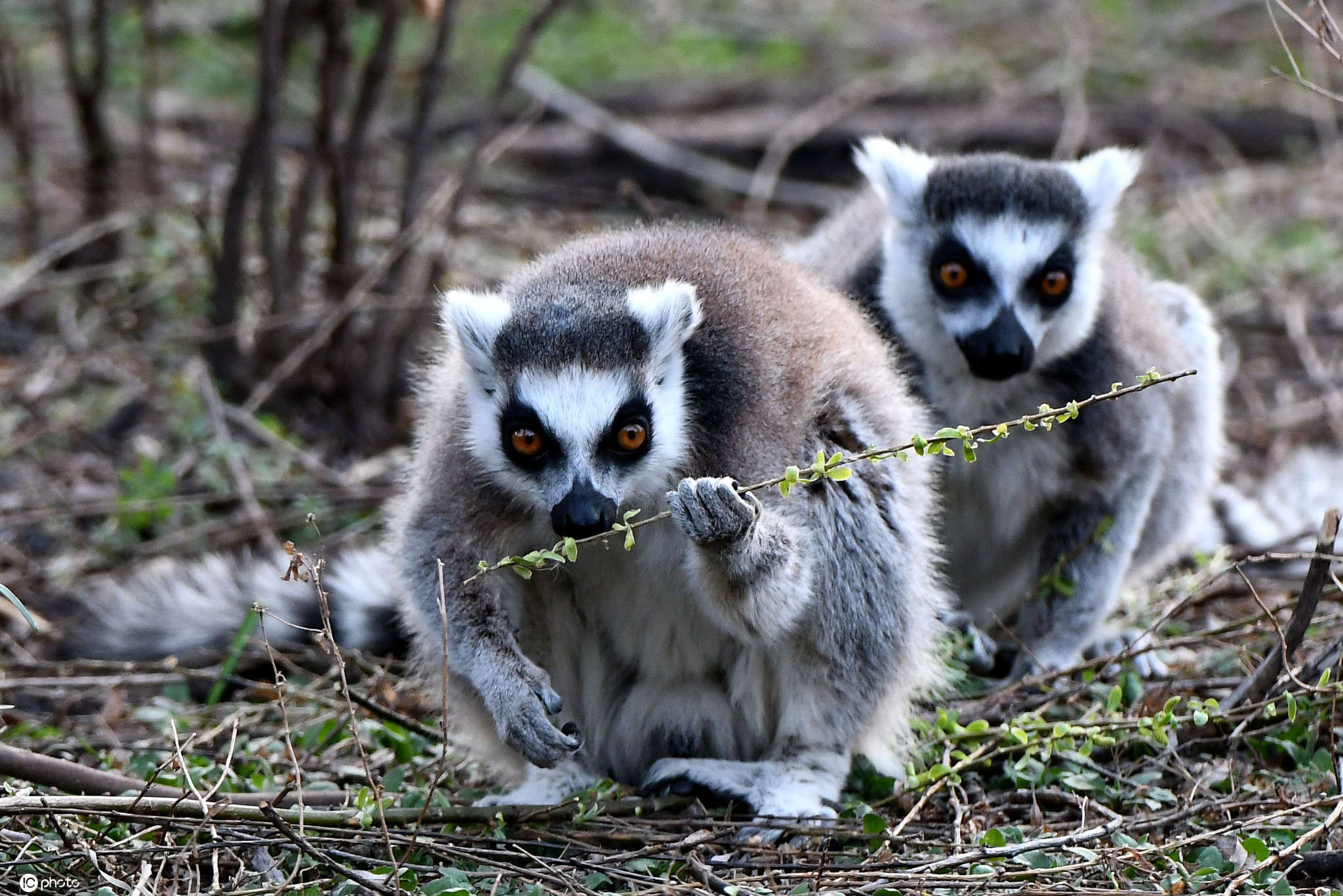 江苏南京春日来临红山动物园动物享受春日暖阳