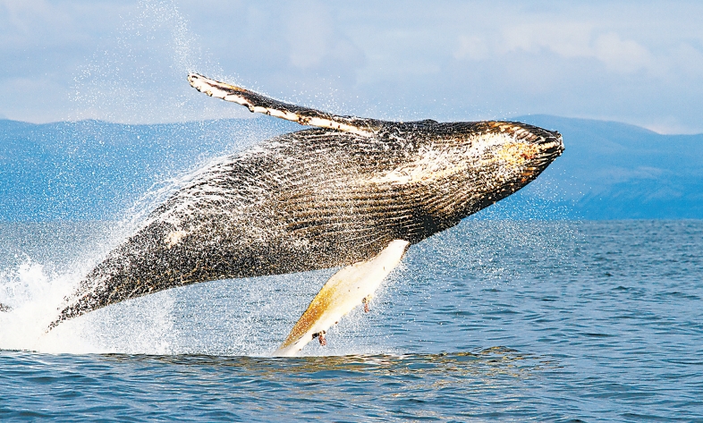 科曼多尔群岛的鲸