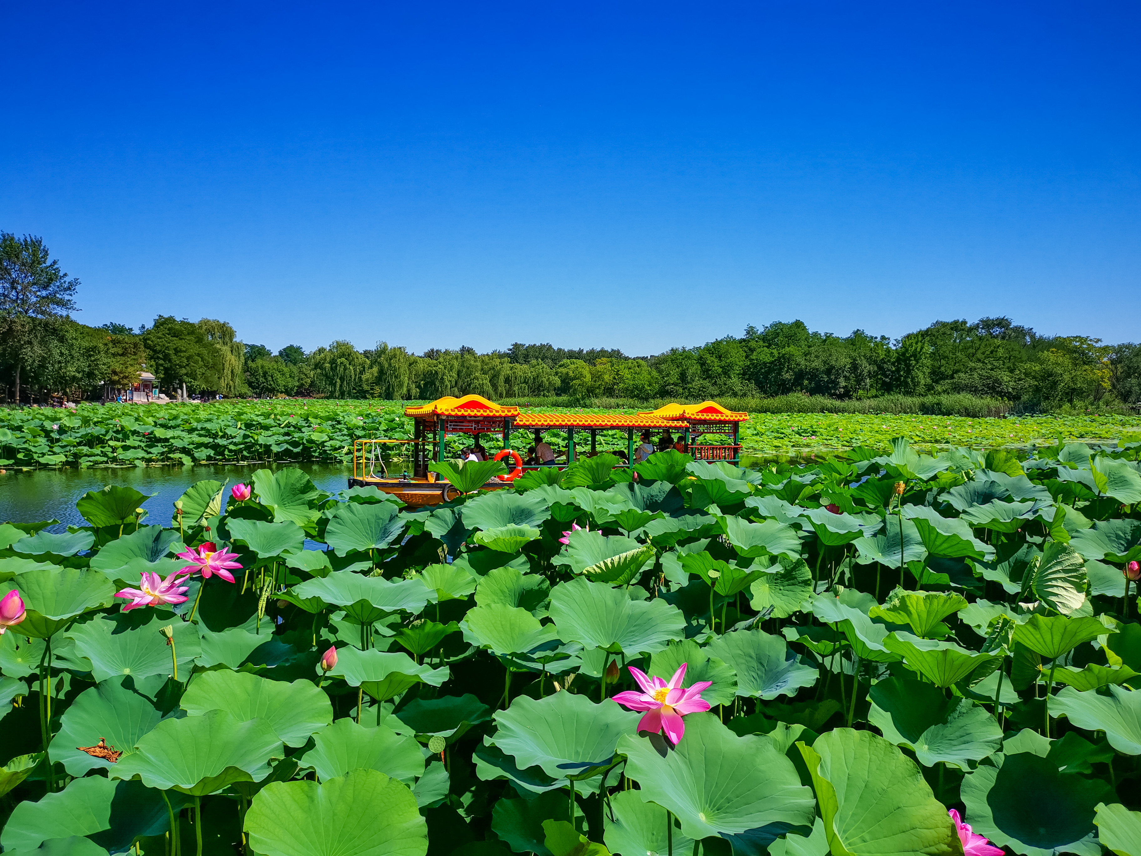 夏日圆明园荷花绽放