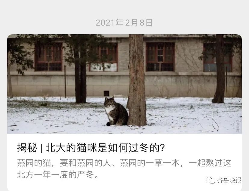 笑喷!高校猫咪遭大爷“训话”:学习读书,还要有礼貌!