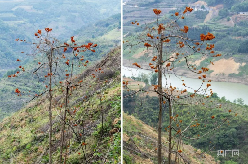 正在开花的“广西火桐”种群生境（央广网发 徐建 摄）