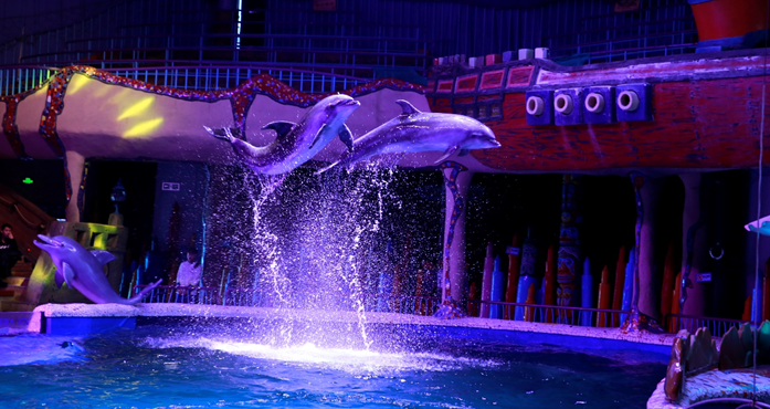 海豚表演/图片来源：世界动物保护协会