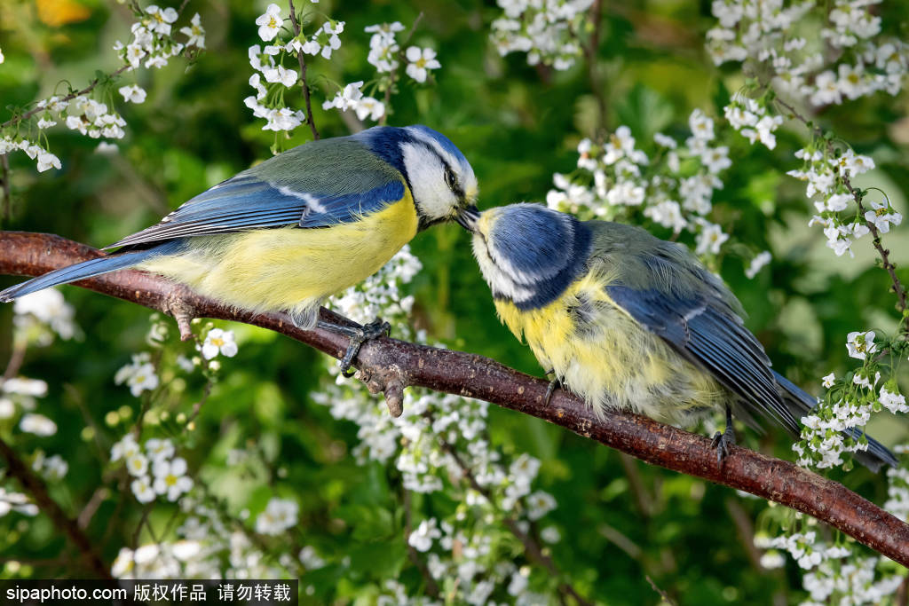德国 小鸟飞舞花间雪地灵动模样惹人喜爱