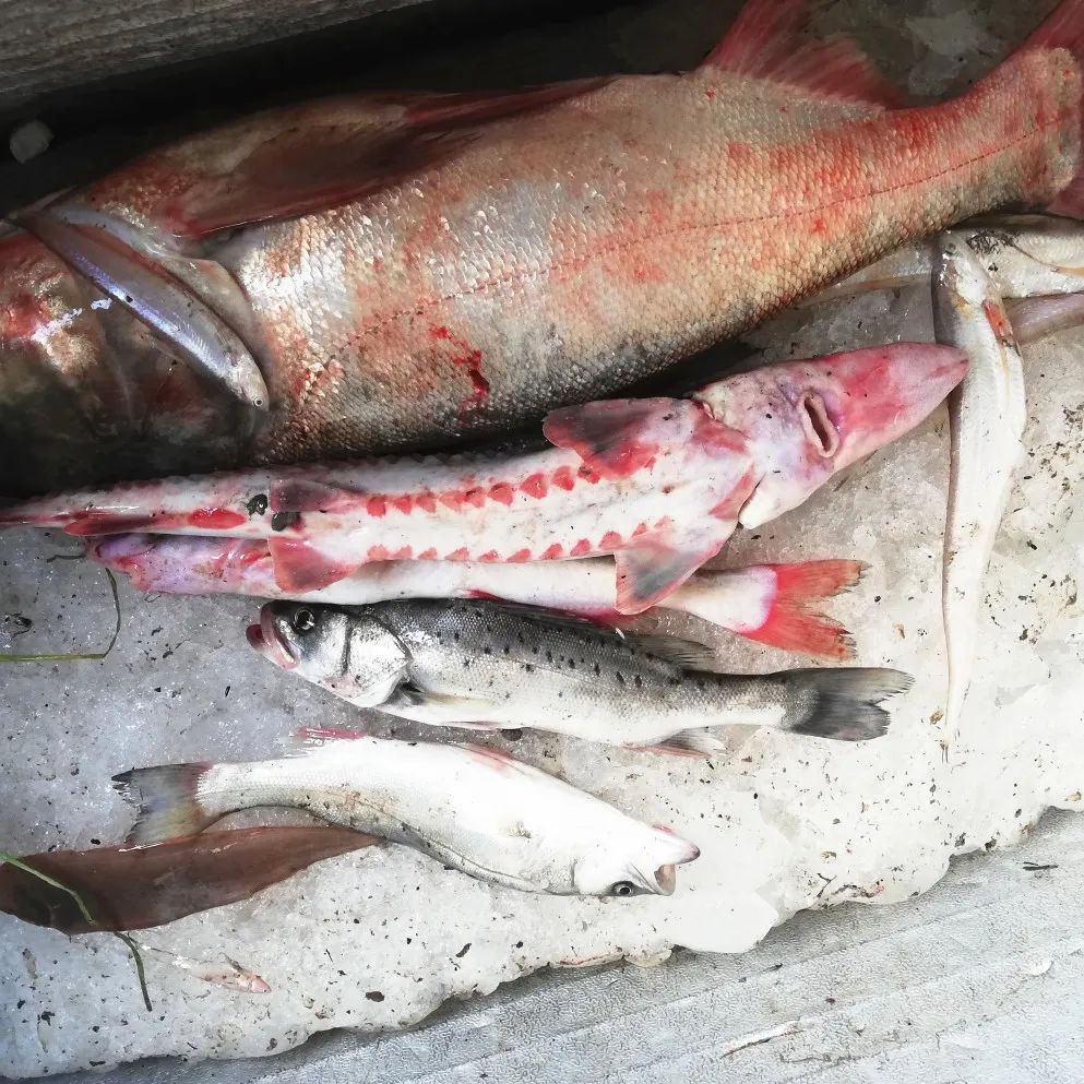 男子非法猎捕,杀害中华鲟!检察机关提起公诉