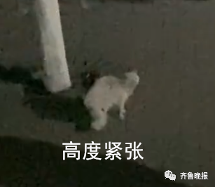 笑喷!高校猫咪遭大爷“训话”:学习读书,还要有礼貌!