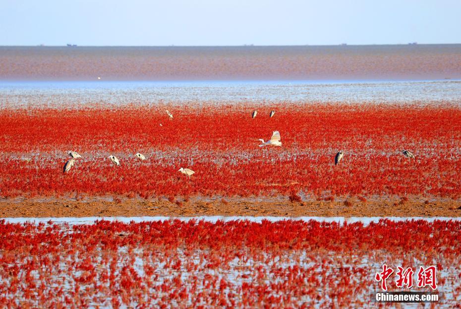 黄河入海口滩涂湿地成红地毯