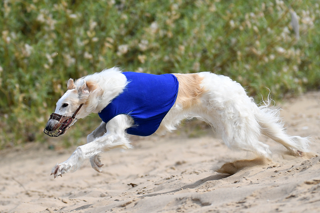 喀山,世界犬业联盟举行赛带锦标赛,多种犬类参加比赛展示追踪能力