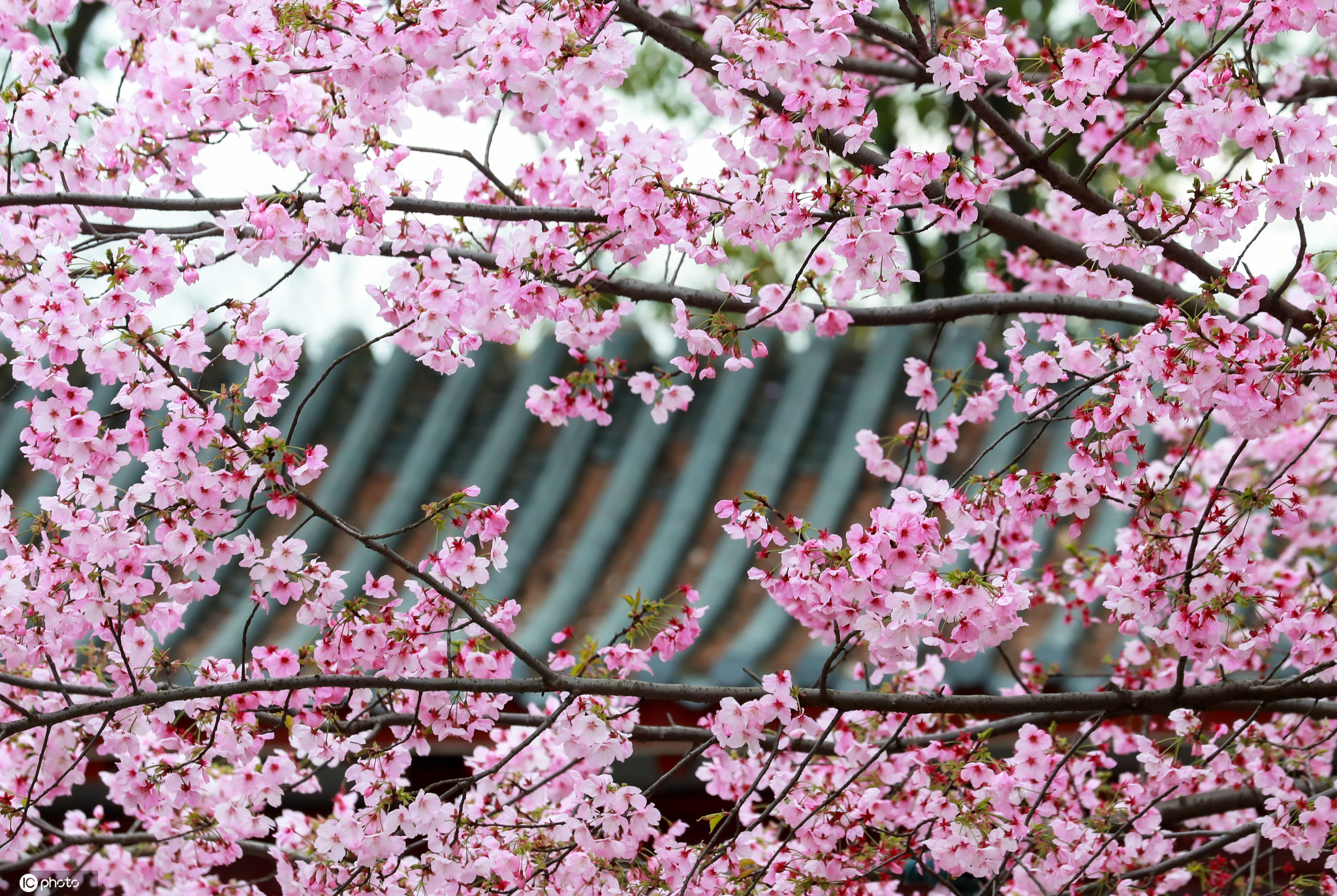 武汉东湖磨山樱园樱花盛开美景（图片来源：东方IC）