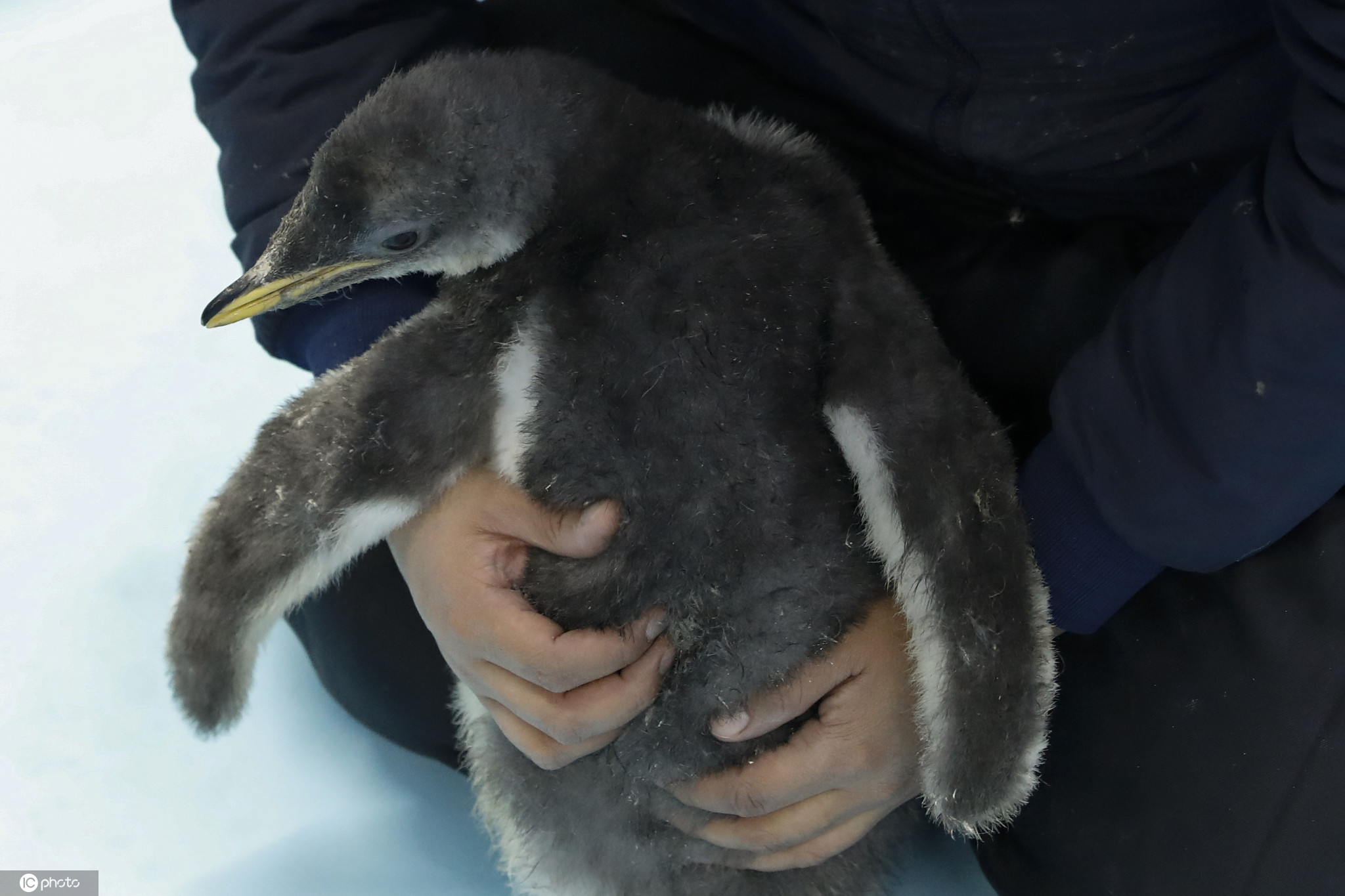 墨西哥出生首只南极企鹅毛茸茸超萌