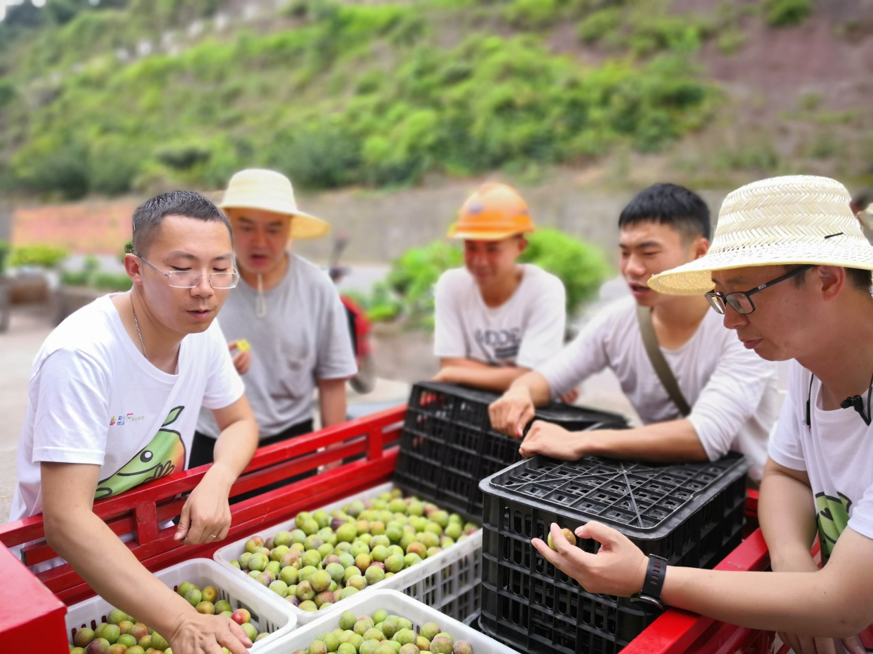 “彩云优品”电商扶贫平台上架的绥江扶贫产品“半边红”李子