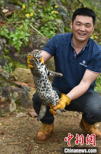 对国家二级保护动物——豹猫,进行野外生存训练,为日后放归大自然做准备。 魏永青 摄