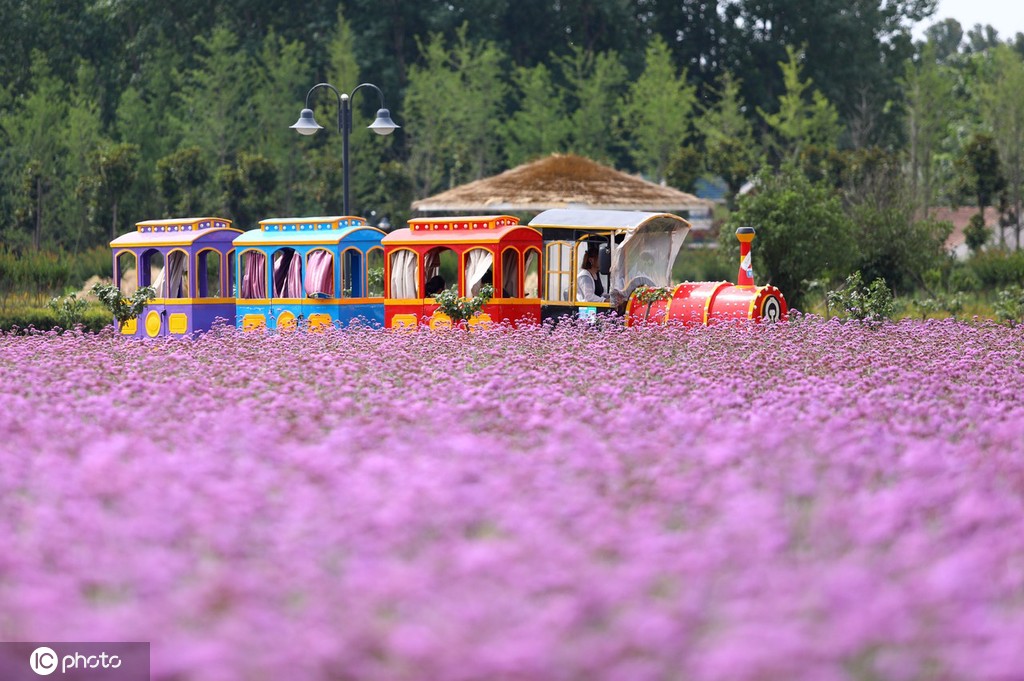 安徽淮北 马鞭草盛放 紫色花海 迎客来