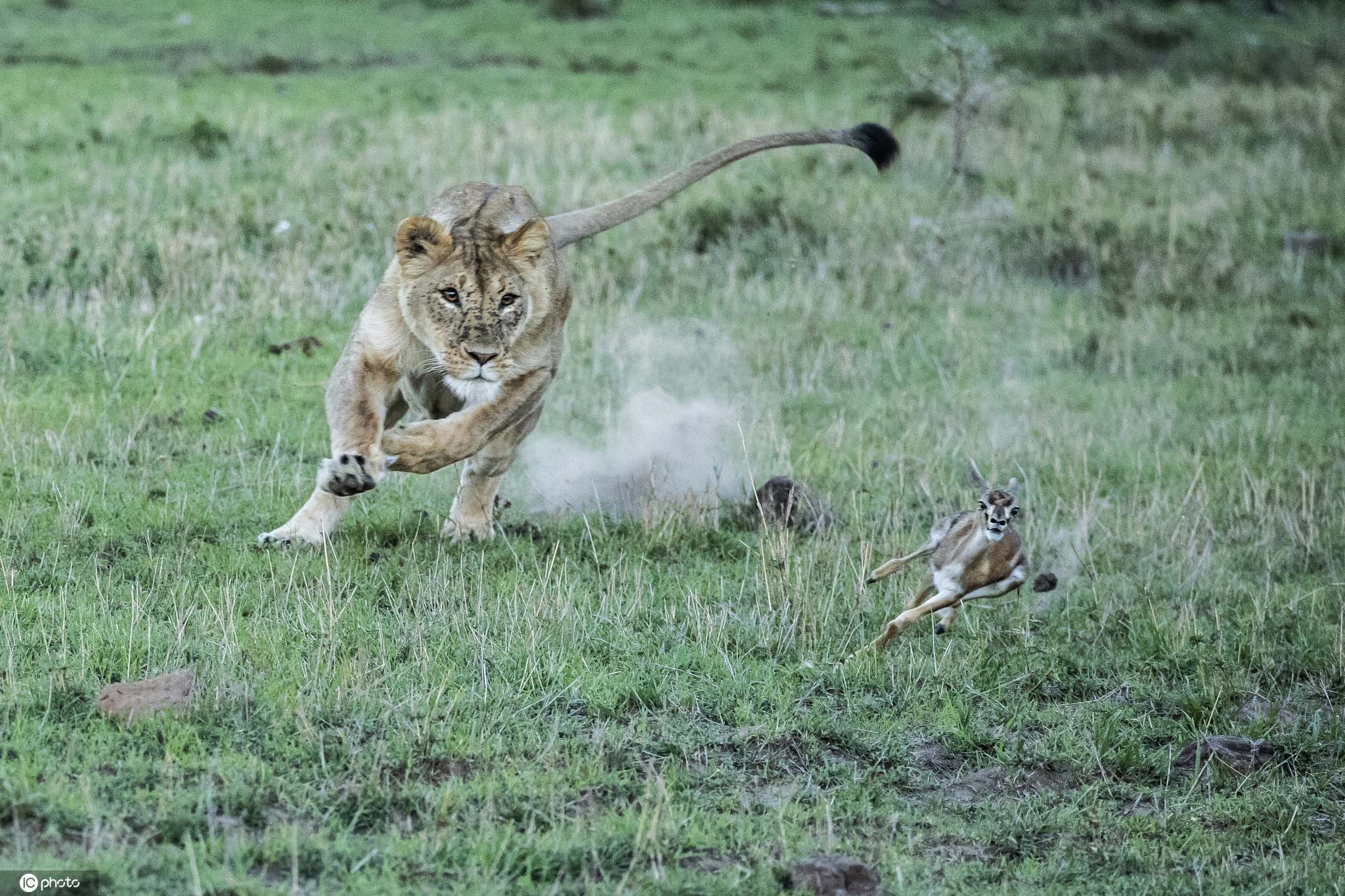 狩猎母狮