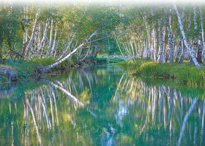 哈巴河县白桦林景区。吾拉尔·贾尼木汗摄