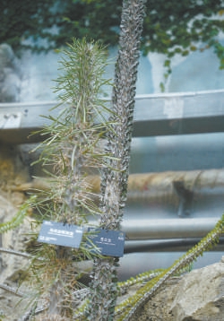 马达加斯加龙、苍炎龙以及后面的亚龙木