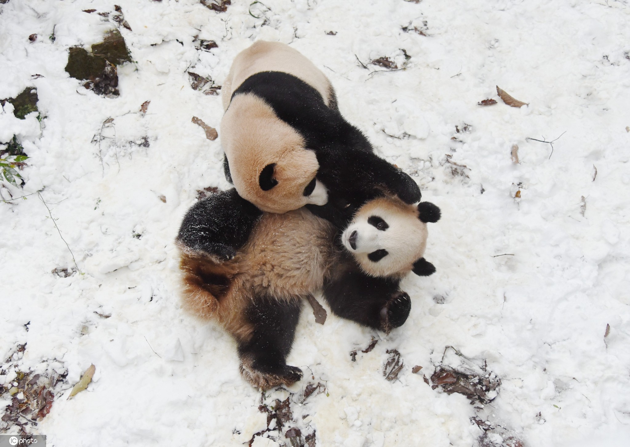 大雪节气至 晒晒敲可爱的熊猫雪地撒欢照