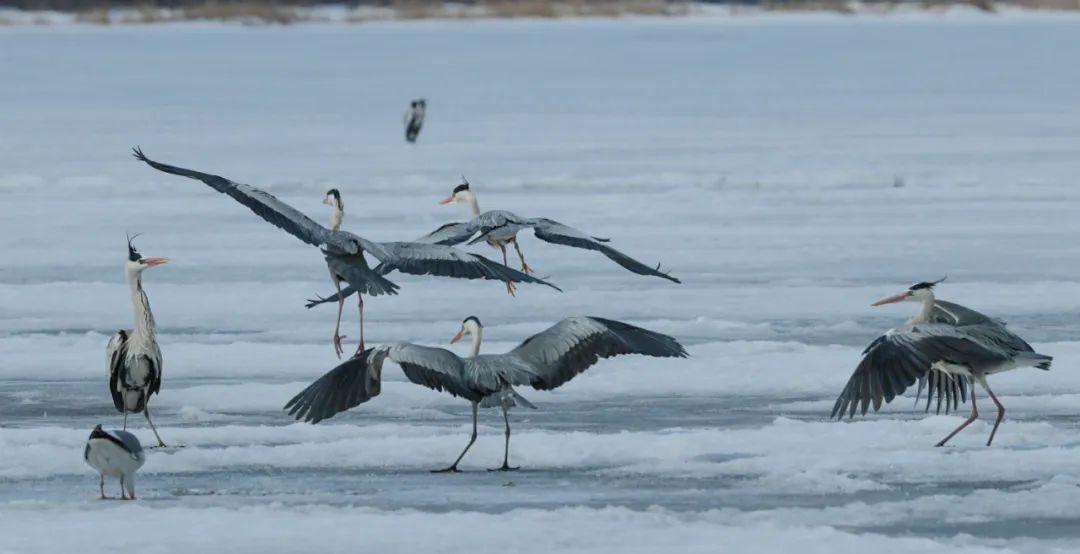 兴凯湖上的鸟鸡西市群艺馆供图黑龙江省鸡西市文体广电和旅游局局长唐