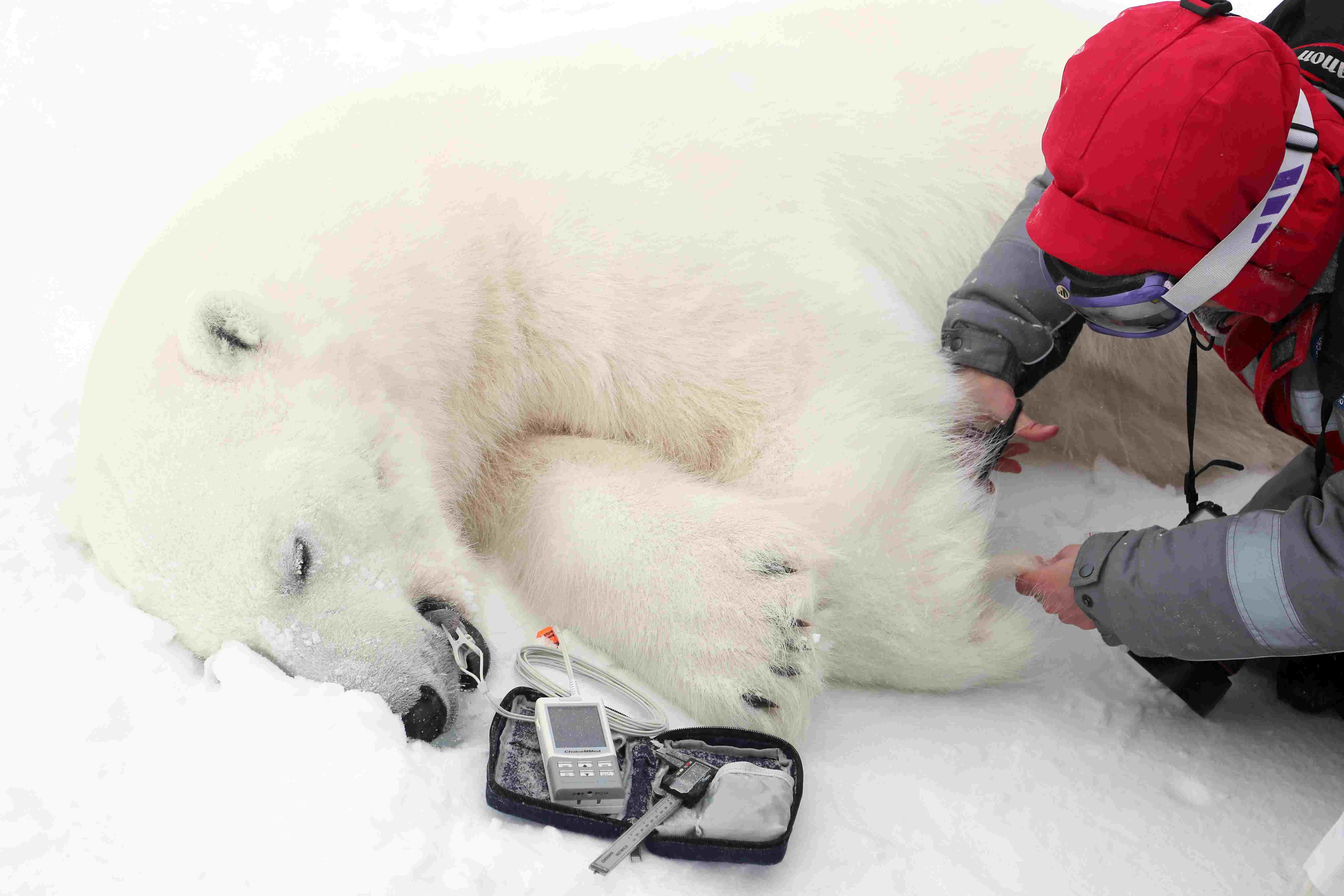 俄罗斯北极考察持续 北极熊被麻醉做检查