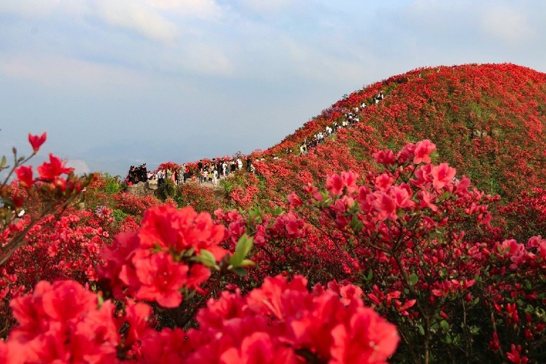 今年"五一",别错过"丹寨高山花海"