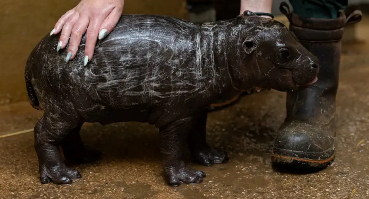 繁育成功雅典动物园迎来稀有侏儒河马宝宝