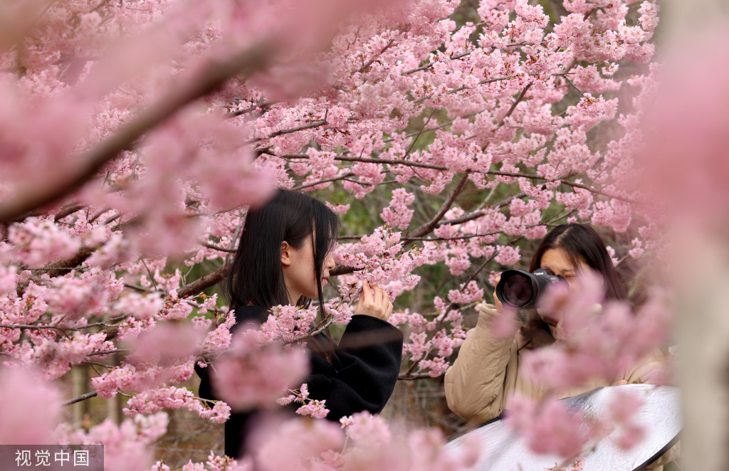 武汉大学早樱盛放学生树下与花合影