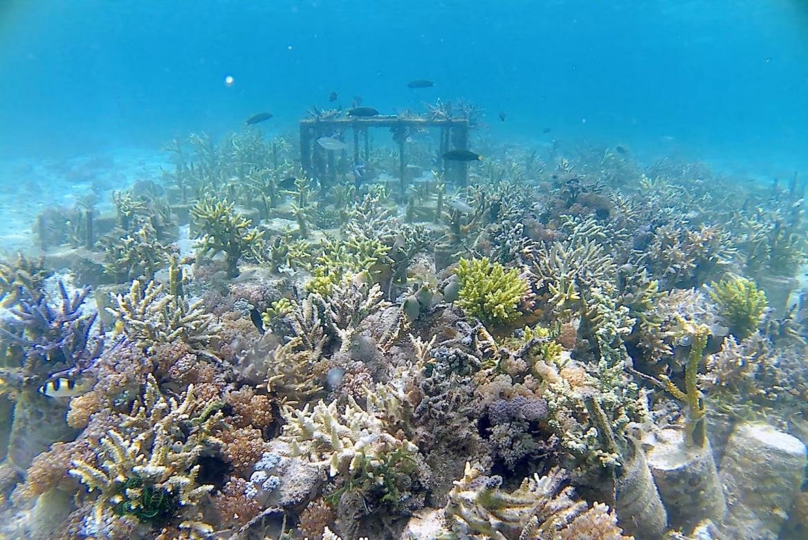 印尼科莫多国家公园珊瑚礁生态保护区