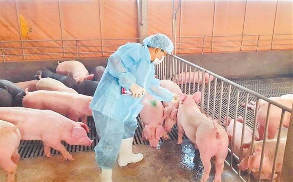台灣首見H1N2豬流感病毒傳人。 圖自中時新聞網