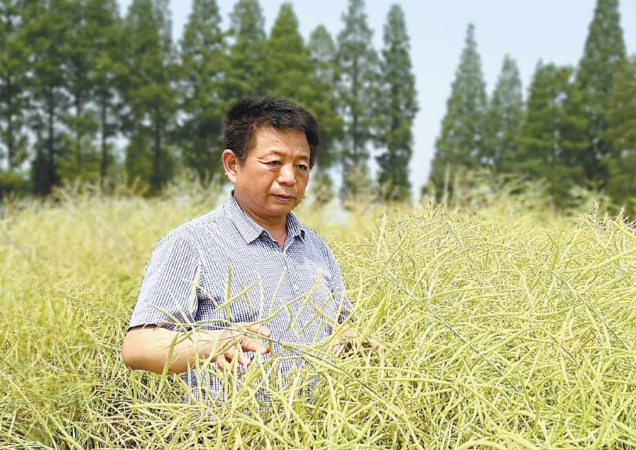 王汉中的油菜品种图片