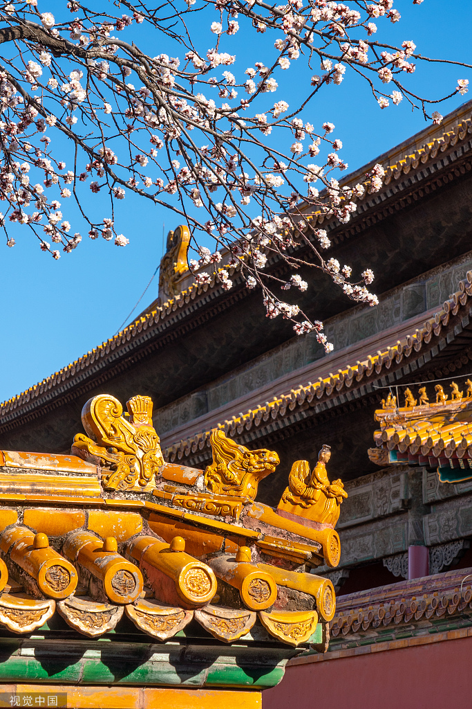 北京故宫坤宁宫杏花盛开