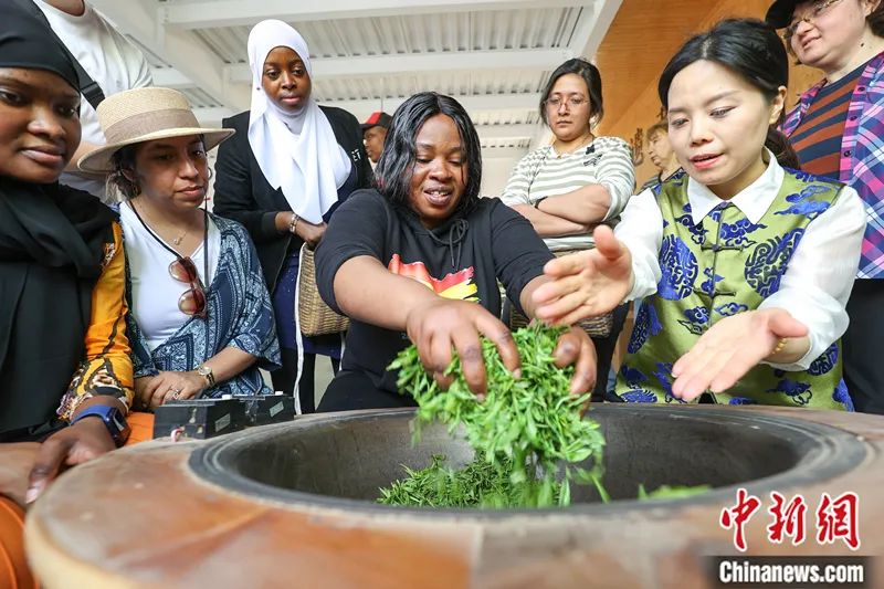 2023年4月,浙江省湖州市德清县莫干山镇东山村一茶园,外国留学生在学习制茶知识。王树成 摄